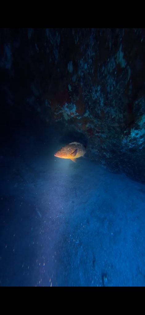 Pro Dive Lanzarote - Centro de buceo