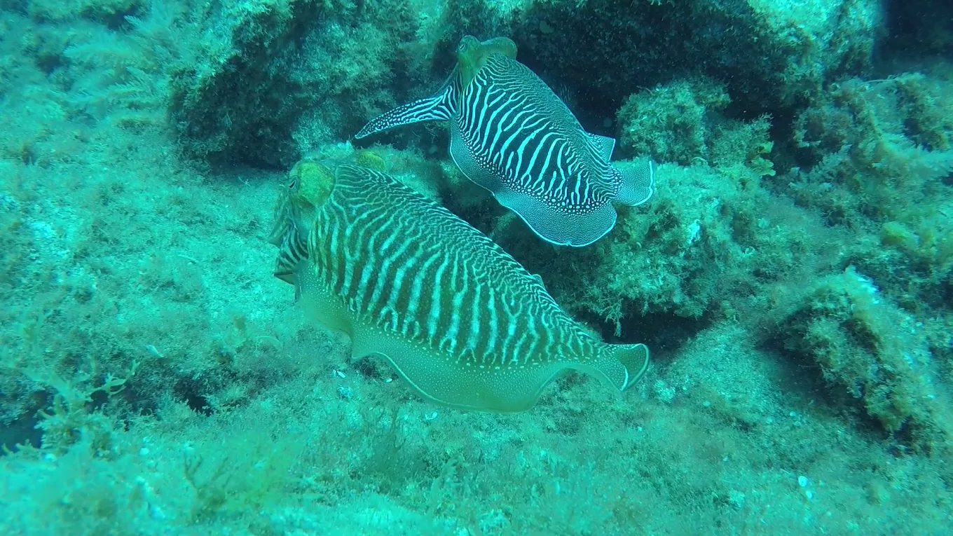 Windblue Sports Dive Center