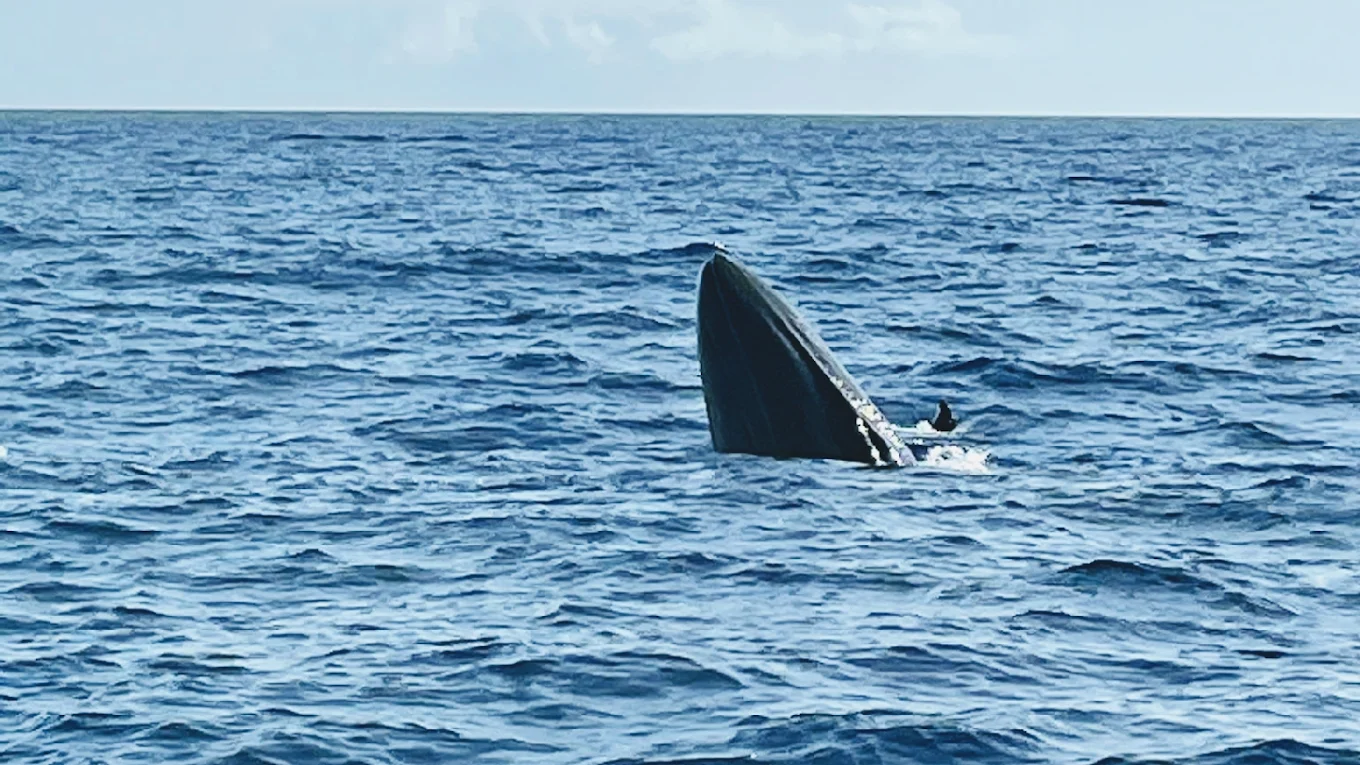 Physalia Whale Watching and Marine Tours