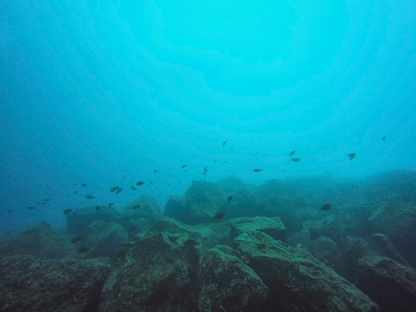 Scuba Courses in Puerto de la Cruz photo 3