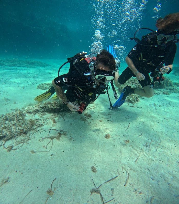 Albatros Diving