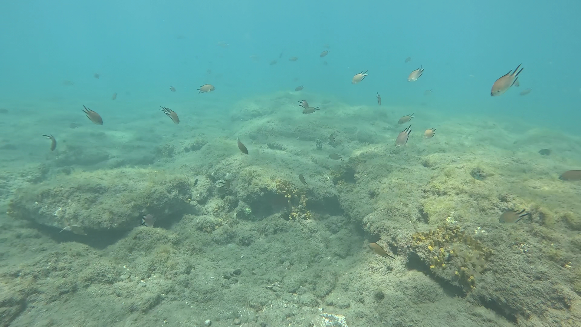 Diving Gran Tarajal photo 3
