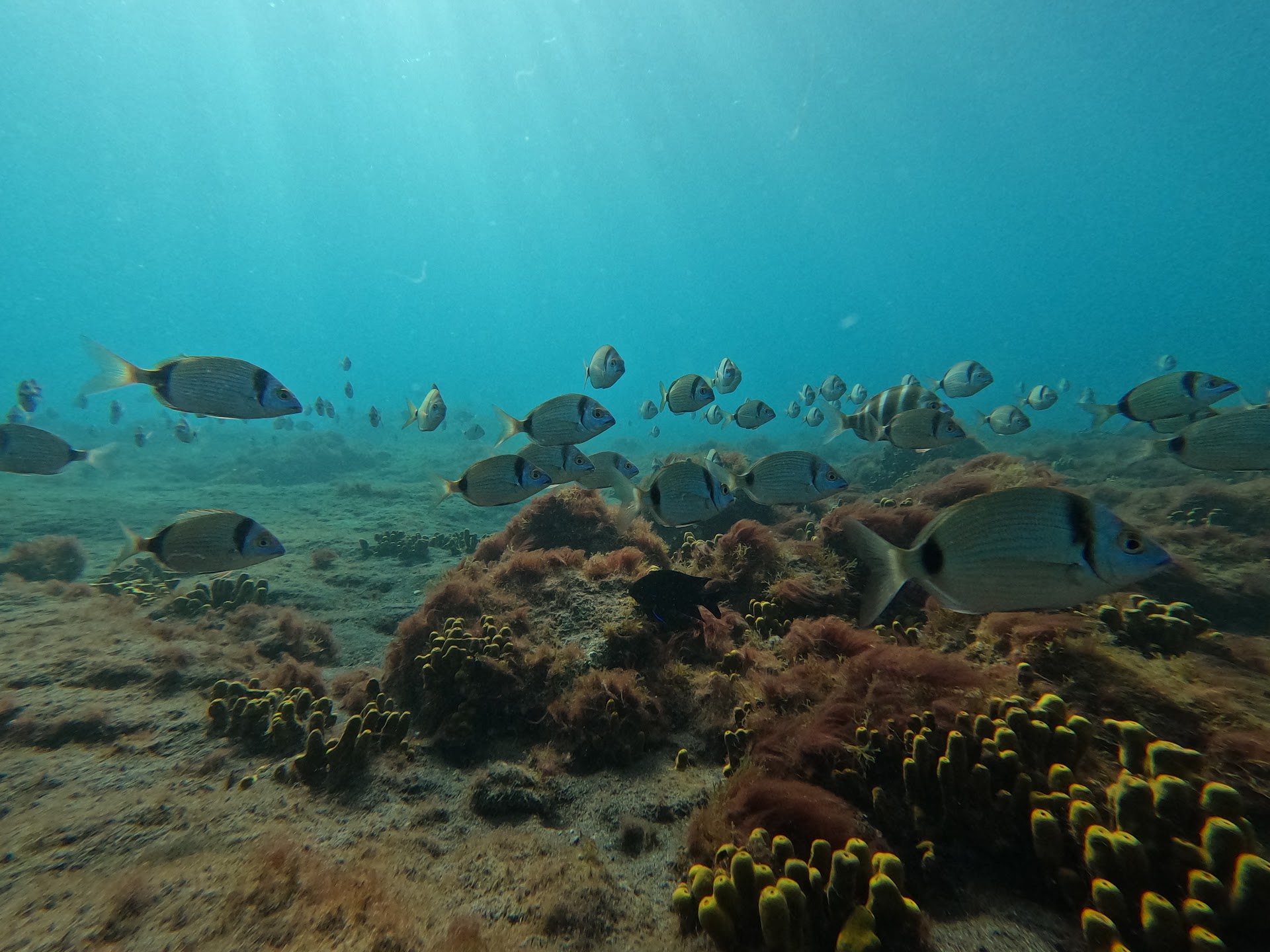 Diving Gran Tarajal photo 4