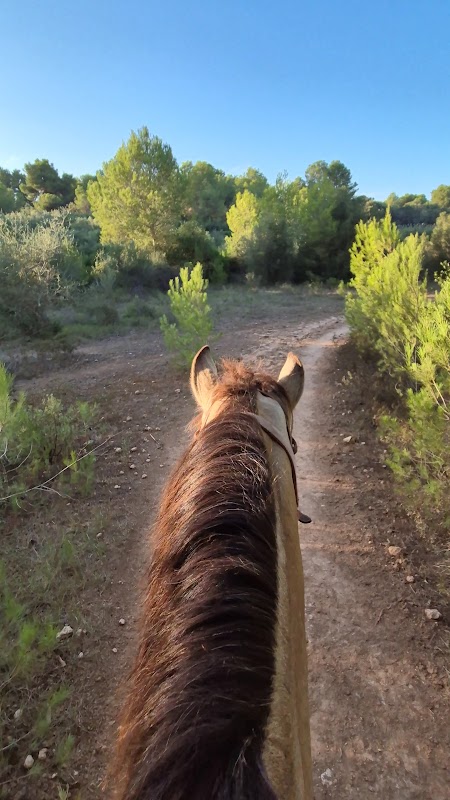 Horseback Riding in Puerto Pollença photo 3