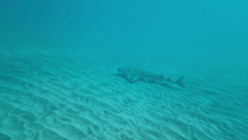 Diving Sotavento photo 3