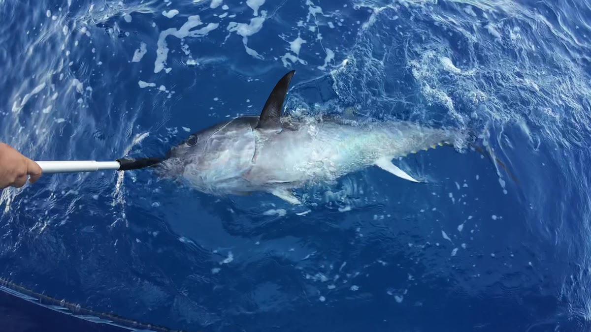 Fishing Charter in Colònia de Sant Pere photo 3