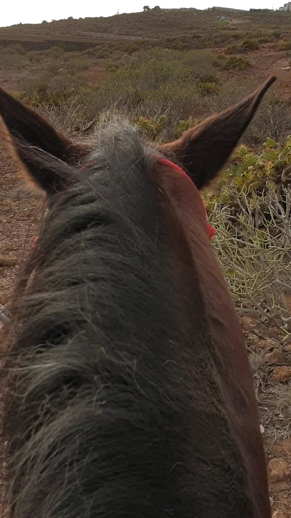 Horse Riding Finca Juan Martin