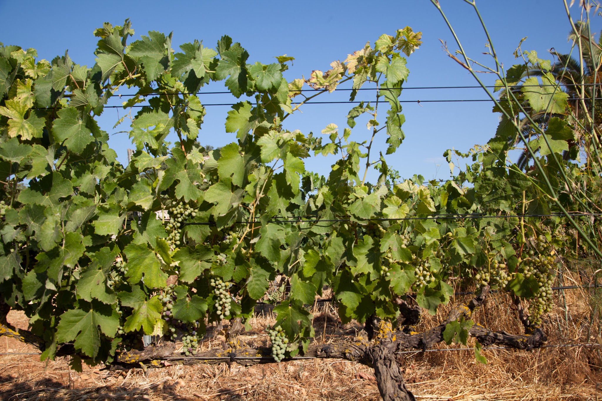 Wine Tasting in Portocolom