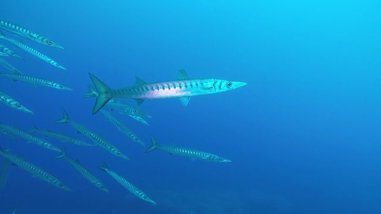Freediving in Binibeca photo 3