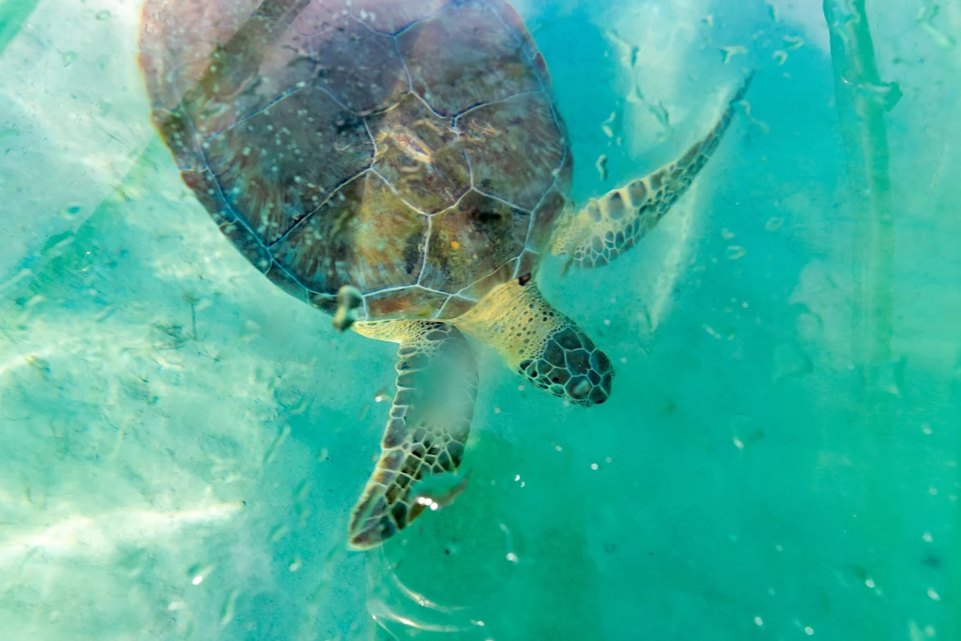 E-Kayak Canarias | Transparent Kayak Tour Fuerteventura