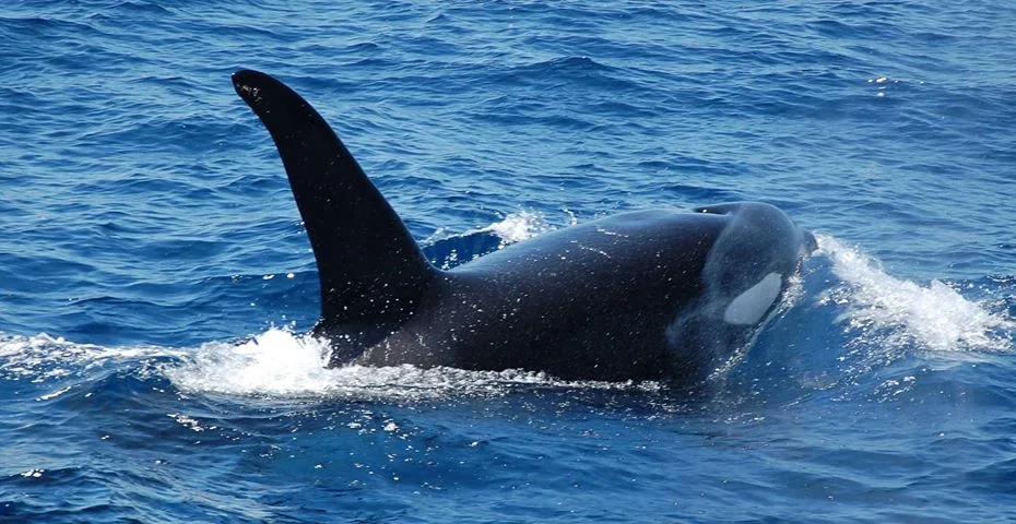 Glass Bottom Boat Tours Gran Canaria