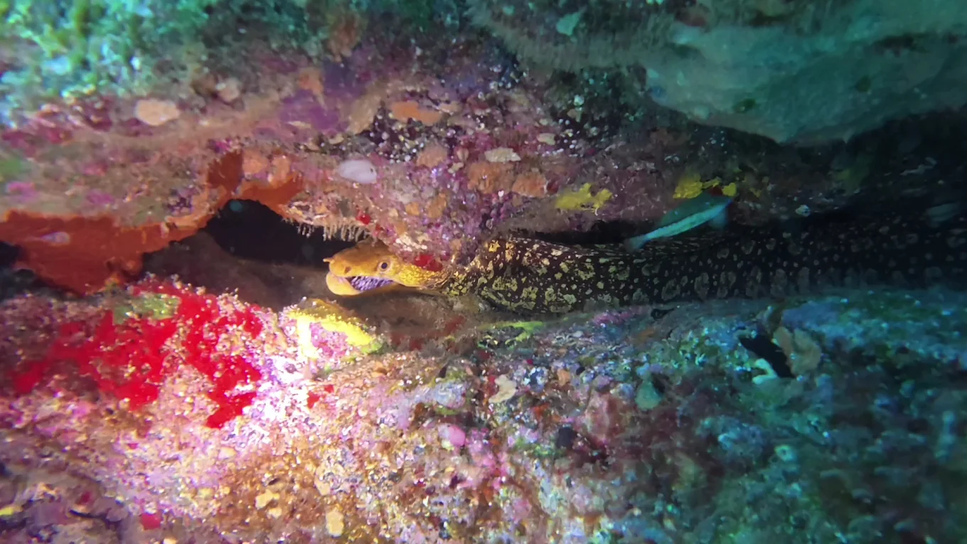 Diving Center Punta Amanay