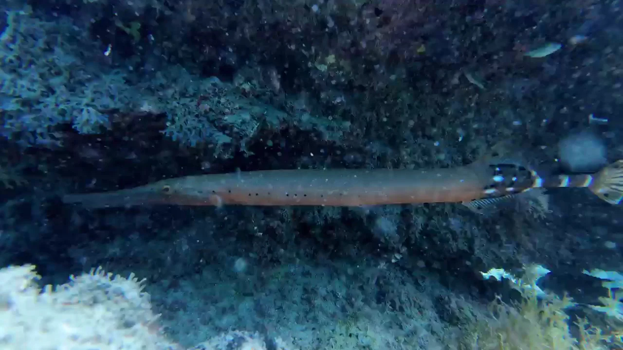Dive Pro Fuerte