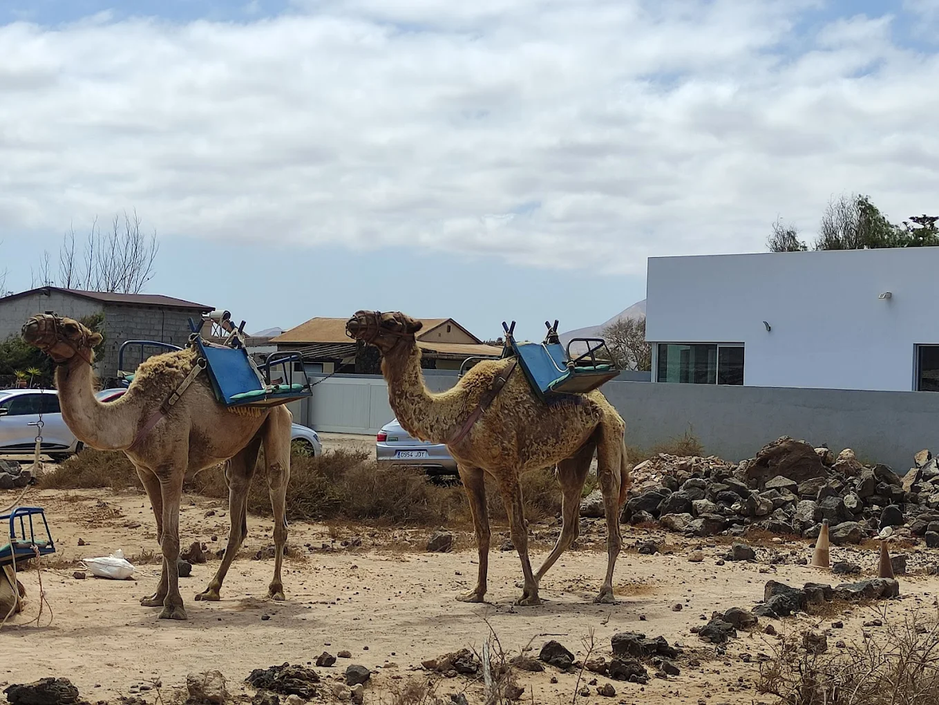 Excursiones en Camello