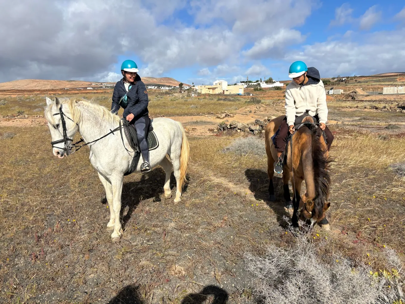 Horses Lanzarote