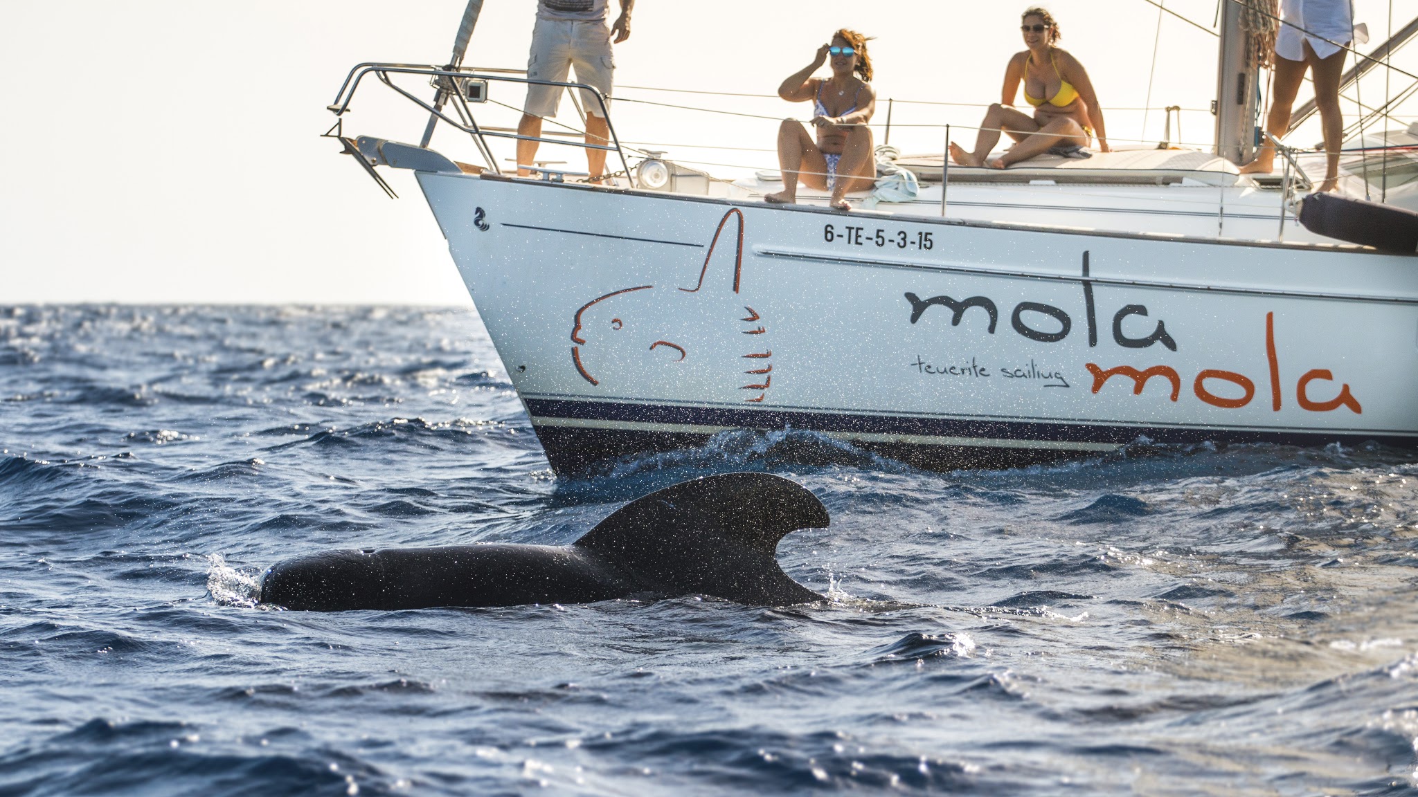 Mola Mola Tenerife Sailing Puerto Colon