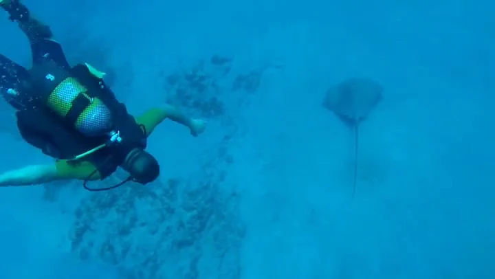 Vibe Dive Center Tenerife - Buceo en Tenerife
