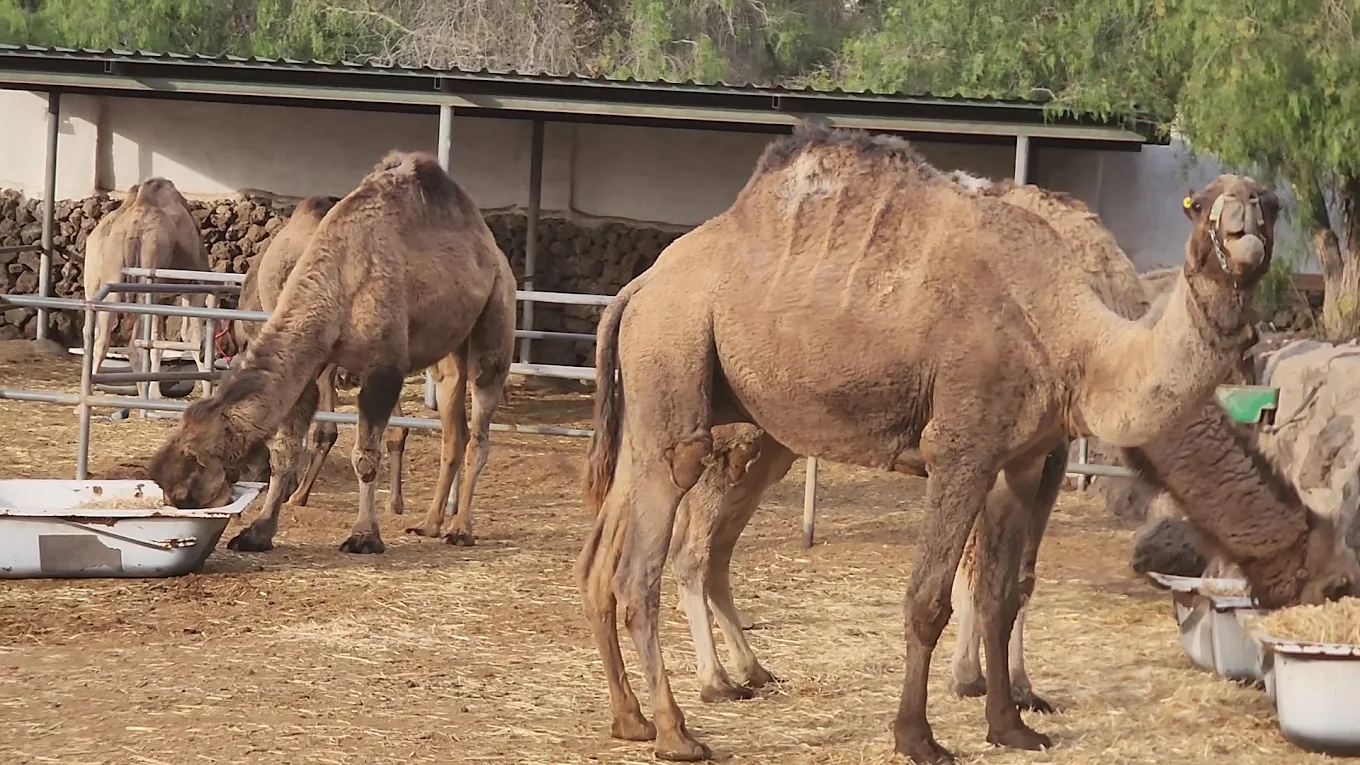 Camel Park Tenerife – Paseos en camello y visita animales de granja