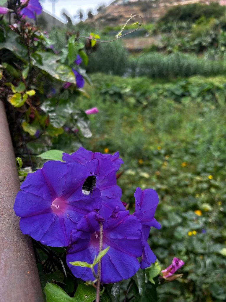 Jardín Botánico del Descubrimiento de Vallehermoso