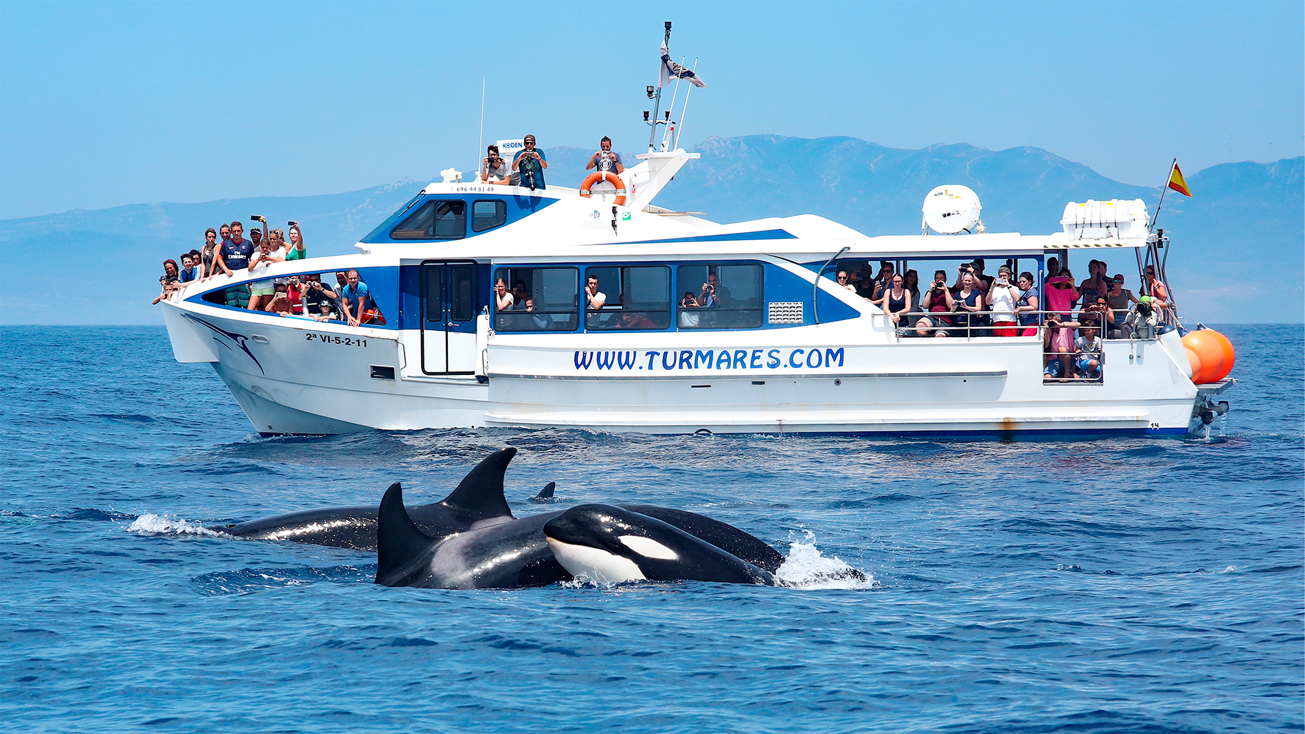 Whale Watching Turmares Tarifa