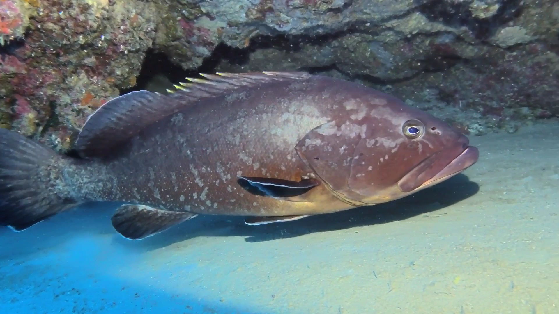 Puerto del Carmen Diving photo 4