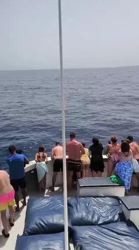 Katfish Premier Cruises