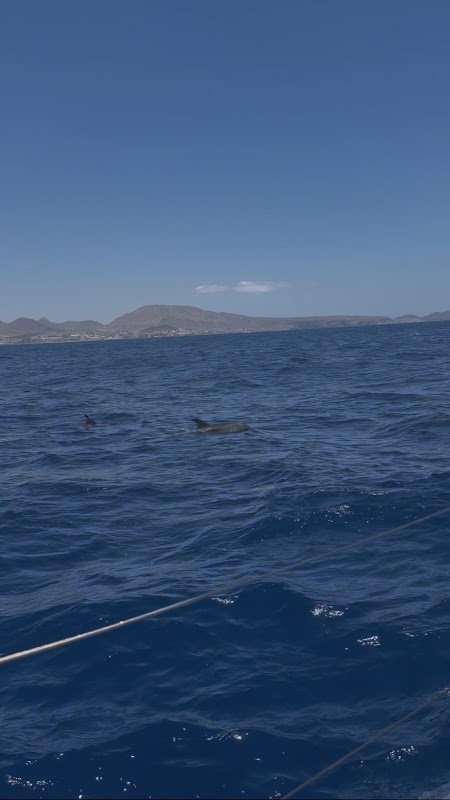 Dolphin Watching in Callao Salvaje photo 2