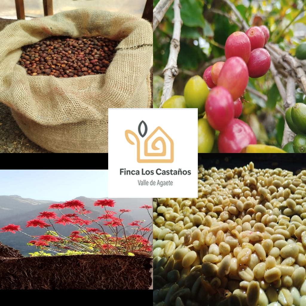 Coffee Tour Agaete photo 5