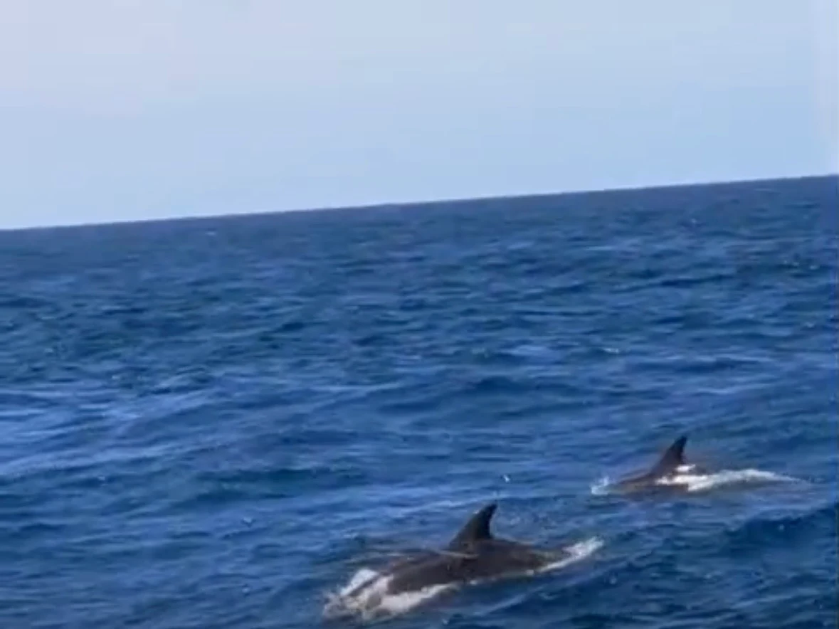 Family Boat Trips in Los Cristianos photo 3