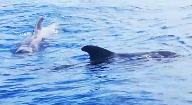 Blue Dream Sailing
