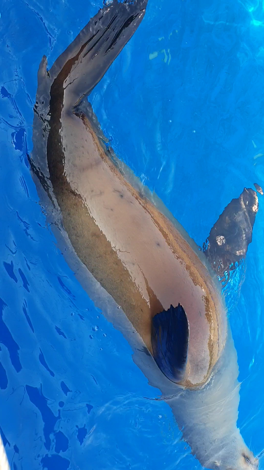 Dolphin Watching in Illetes photo 3