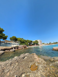Dolphin Watching in Illetes photo 5