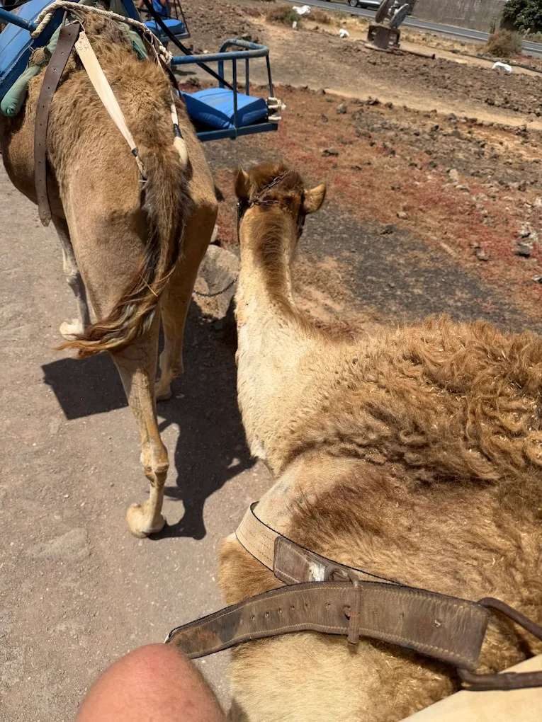 Camel Rides