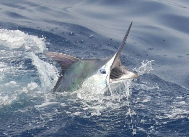 Fishing Charter in Playa de Santiago photo 2