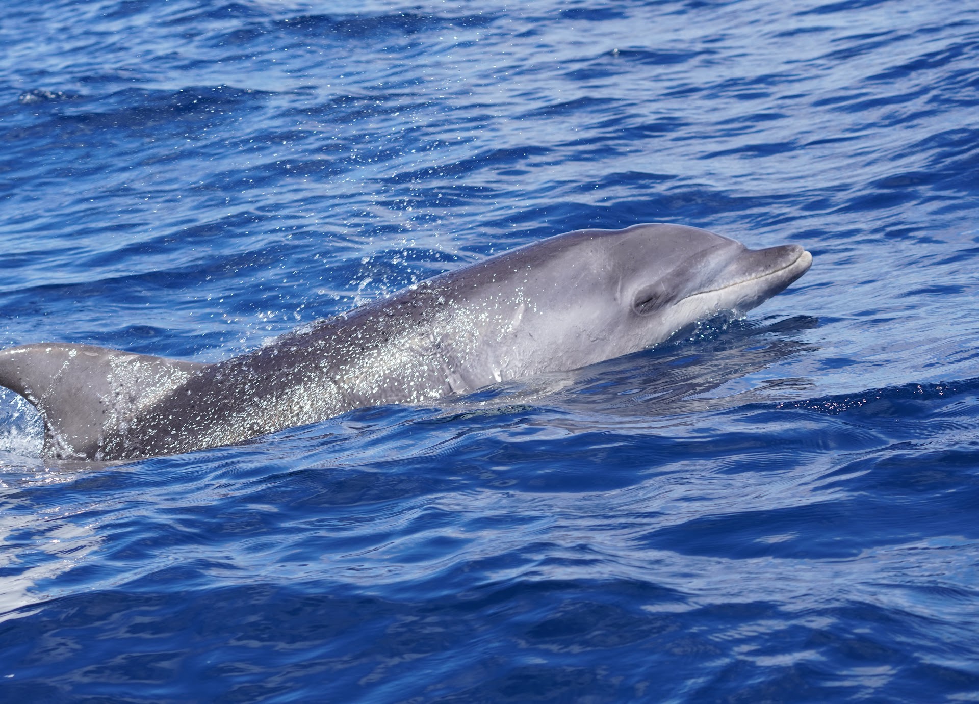Whale Watching in San Agustín photo 2