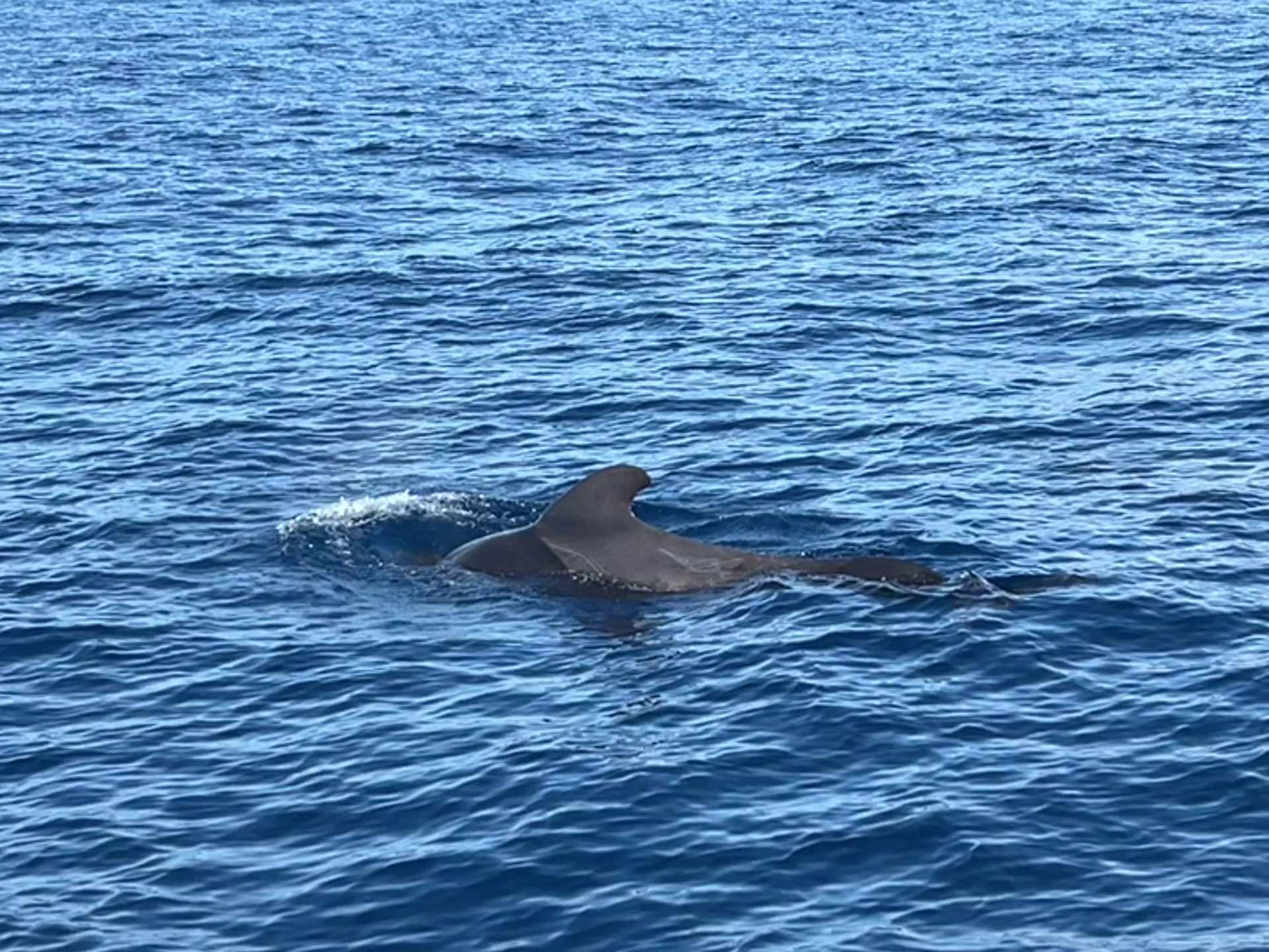 Whale Watching in San Agustín photo 3