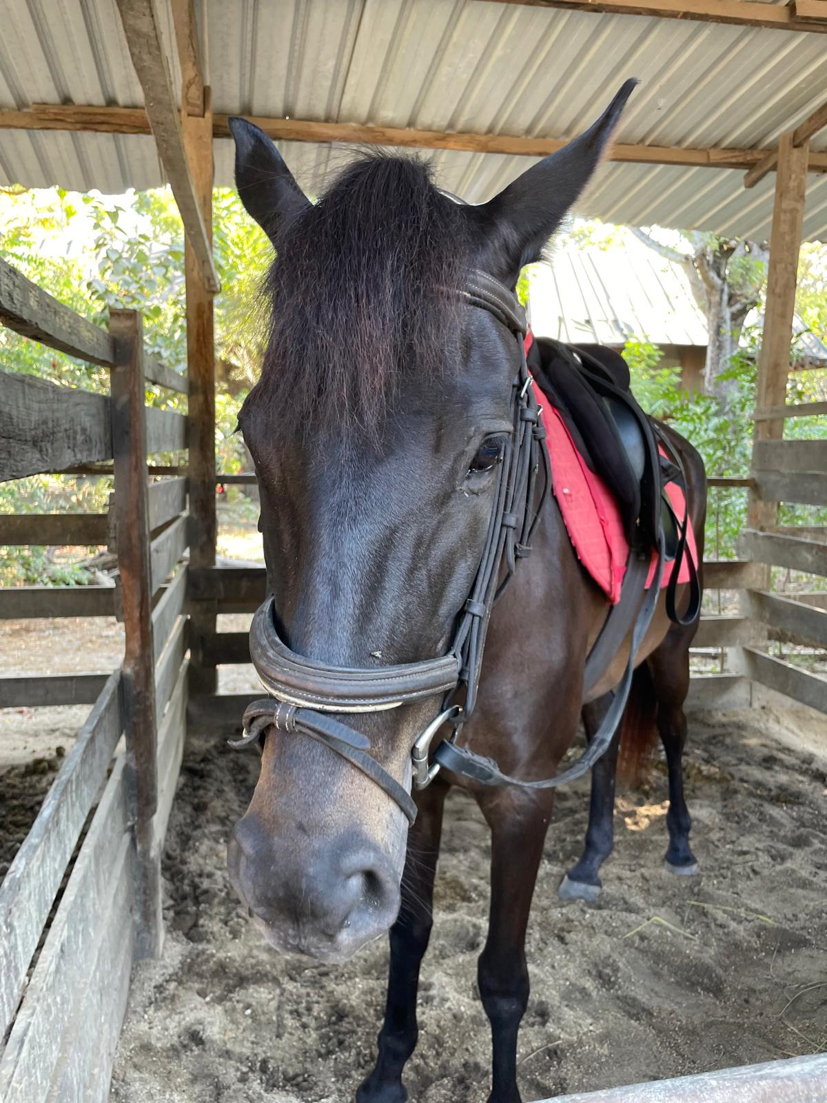 Horseback Riding in Gili Air photo 2