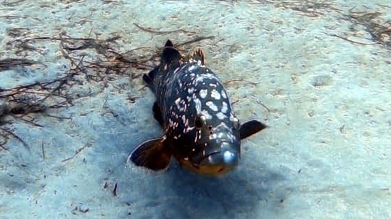 Scuba CC photo 1