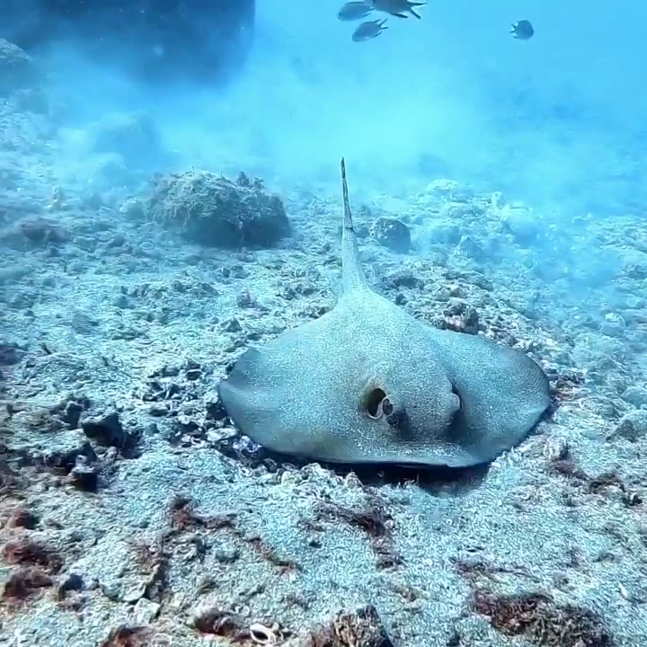 Scuba CC photo 2