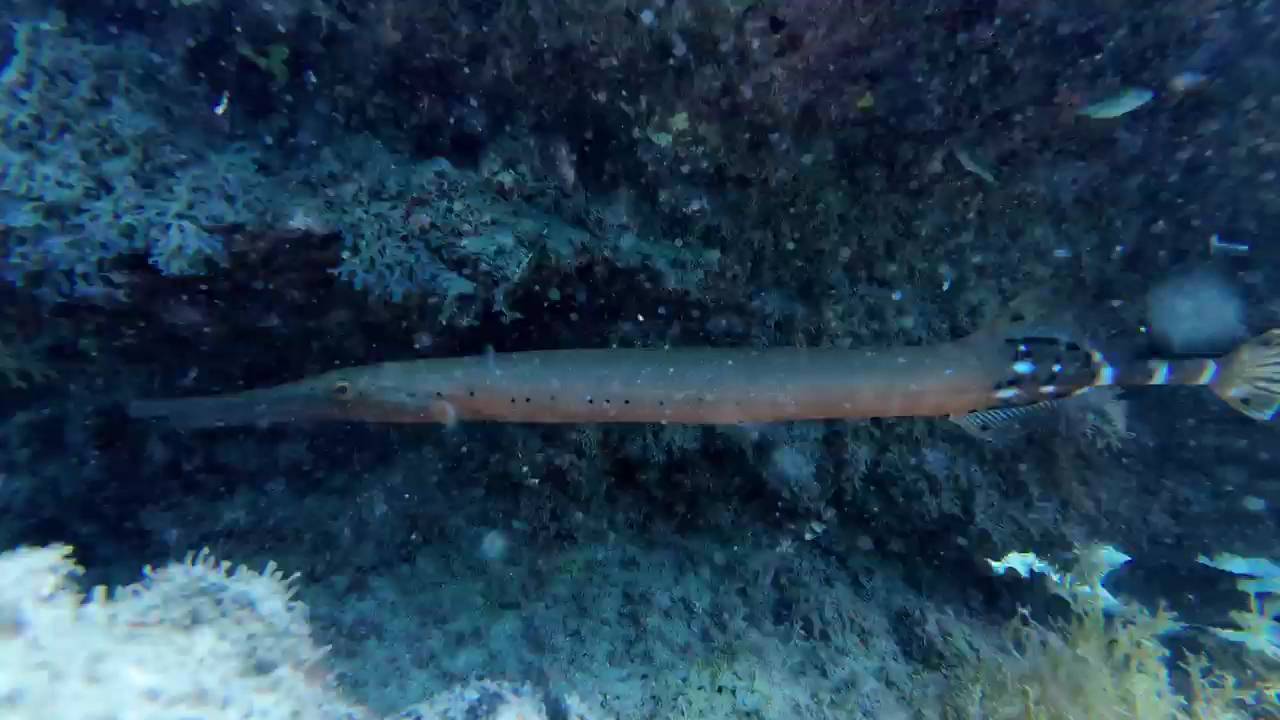 Scuba CC photo 3