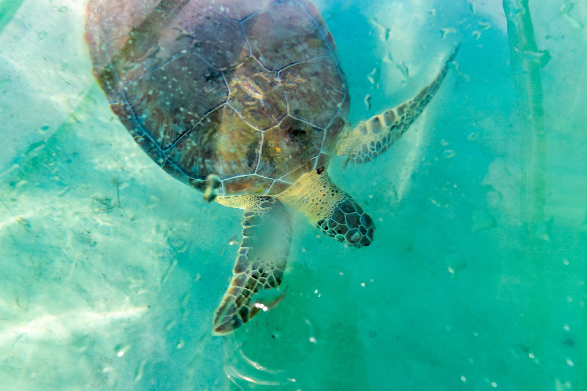 E-Kayak Canarias | Transparent Kayak Tour Fuerteventura