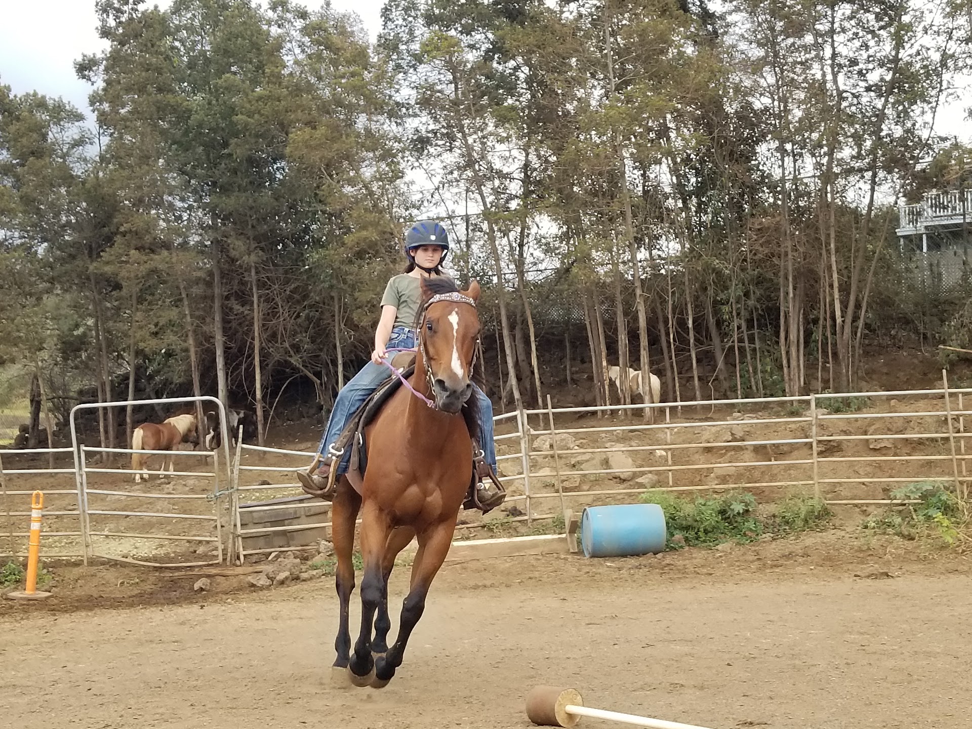 Maui Ponies