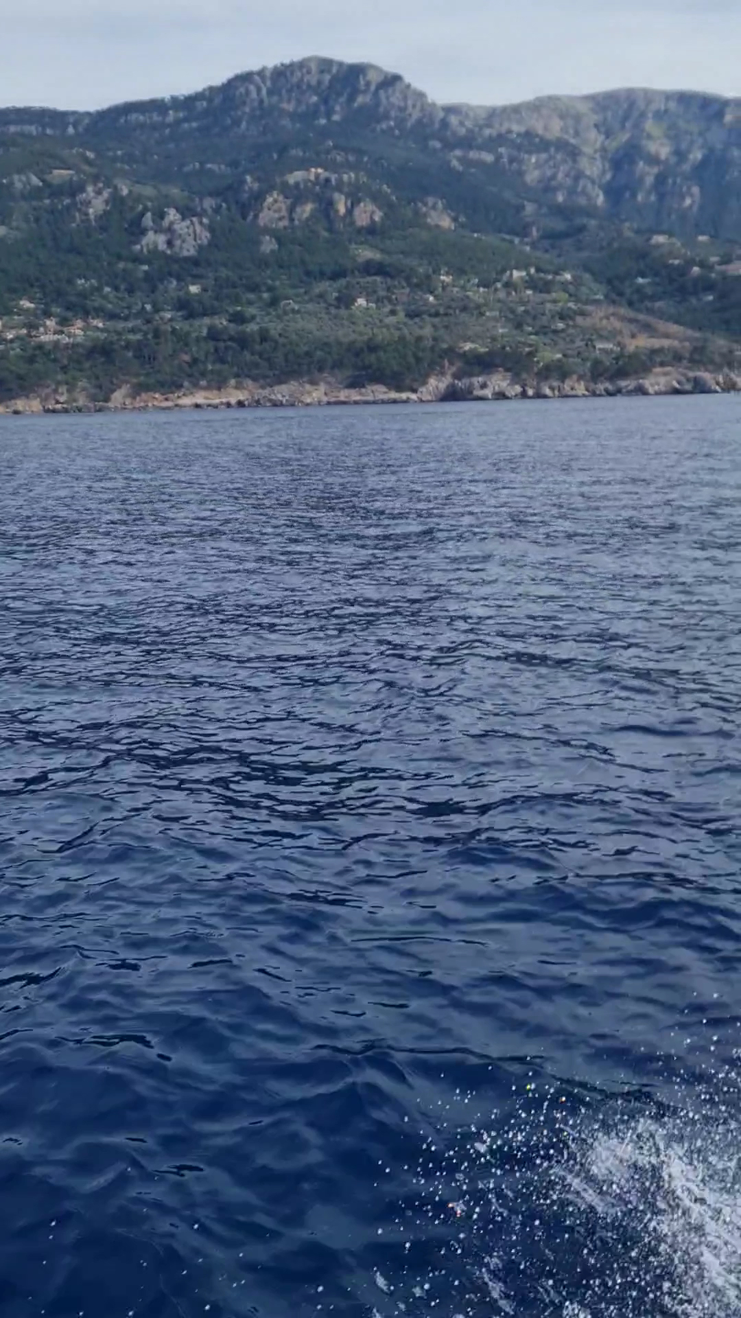 Dolphin Watching in Port de Sóller photo 3