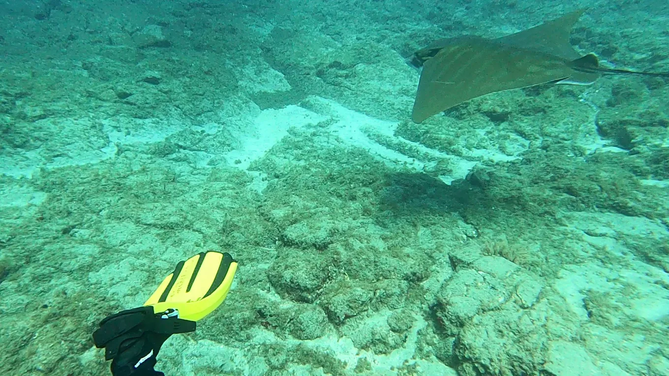 Snorkeling in La Caleta photo 2