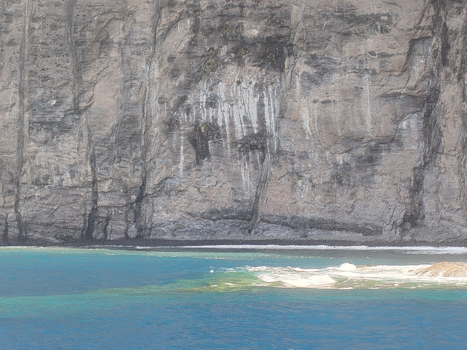 Los Gigantes Dolphin & Whale Watching Cruise with Swim Stop