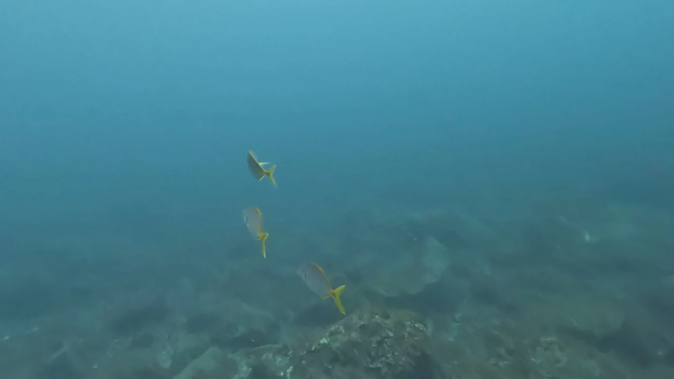 Diving Angel Plongée Tenerife