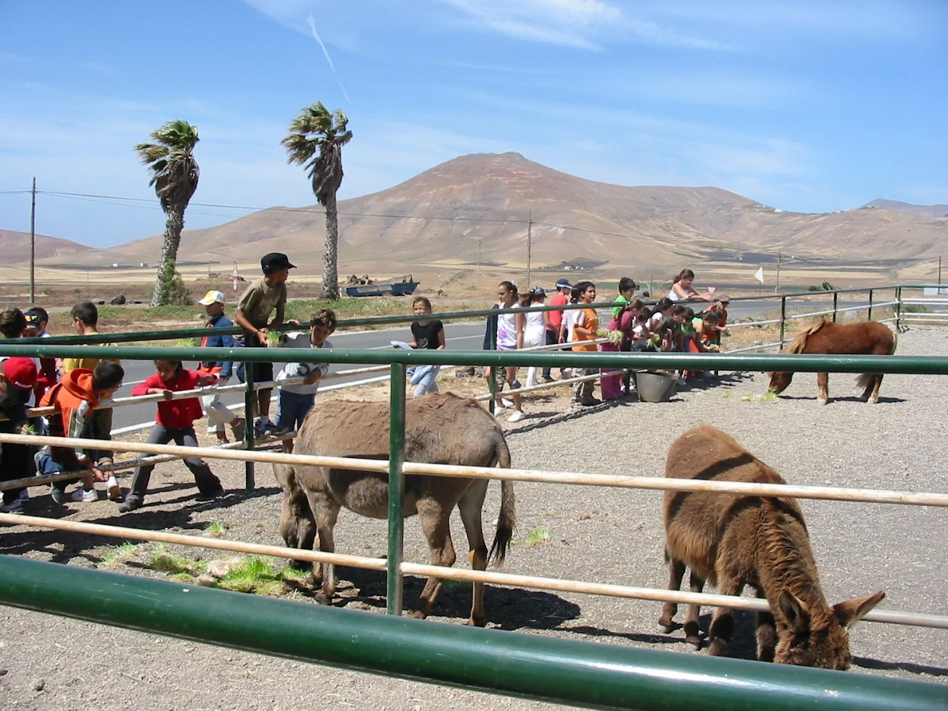 Lanzarote Safaris