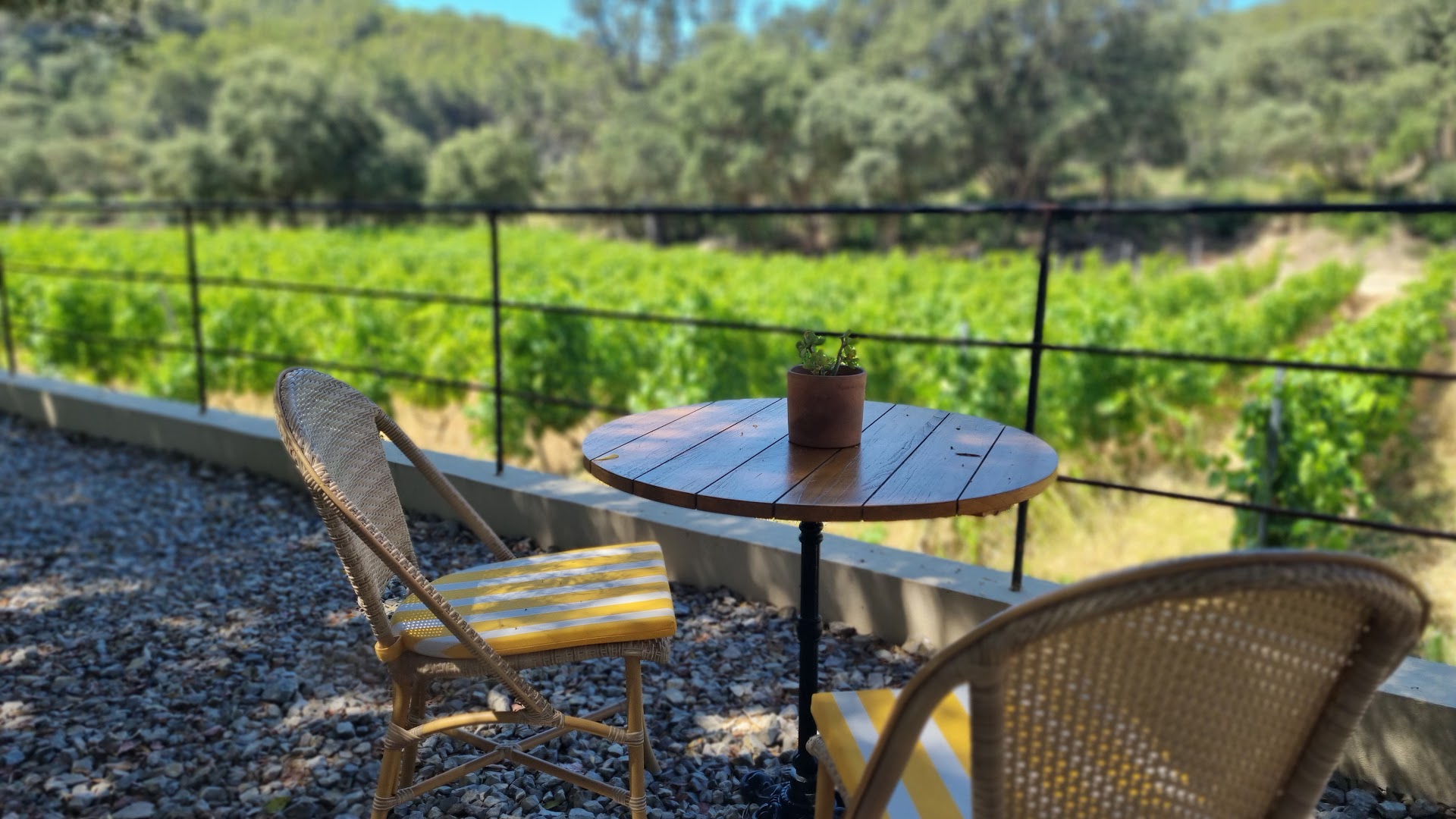 Wine Tasting in Camp de Mar photo 2