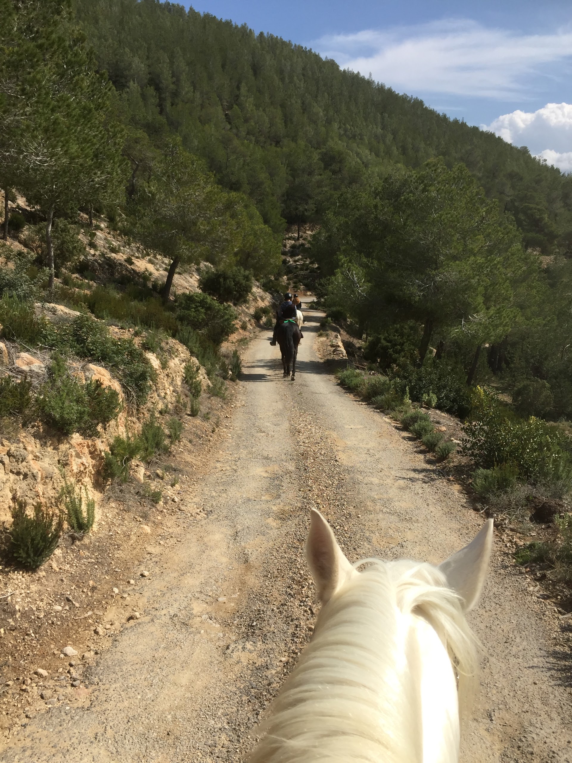 Horseback Riding in Cala Llenya photo 3