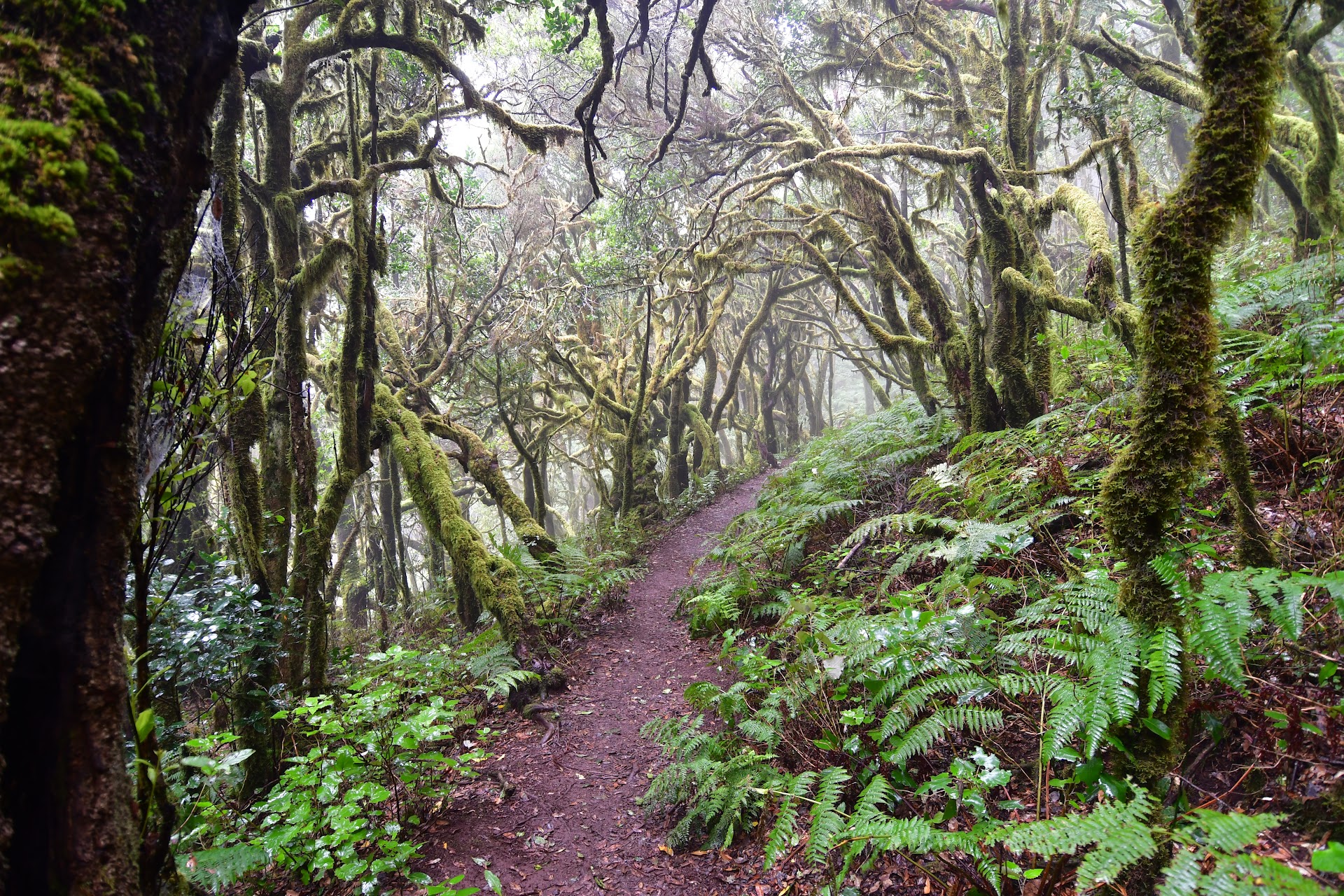 Parque Nacional de Garajonay